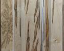 Ambrosia Maple